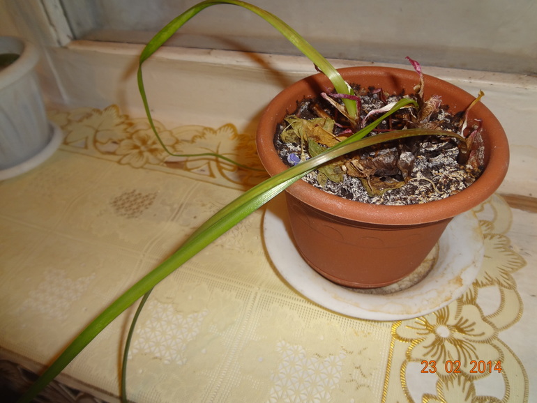 Чаво это такое и как ухаживать???