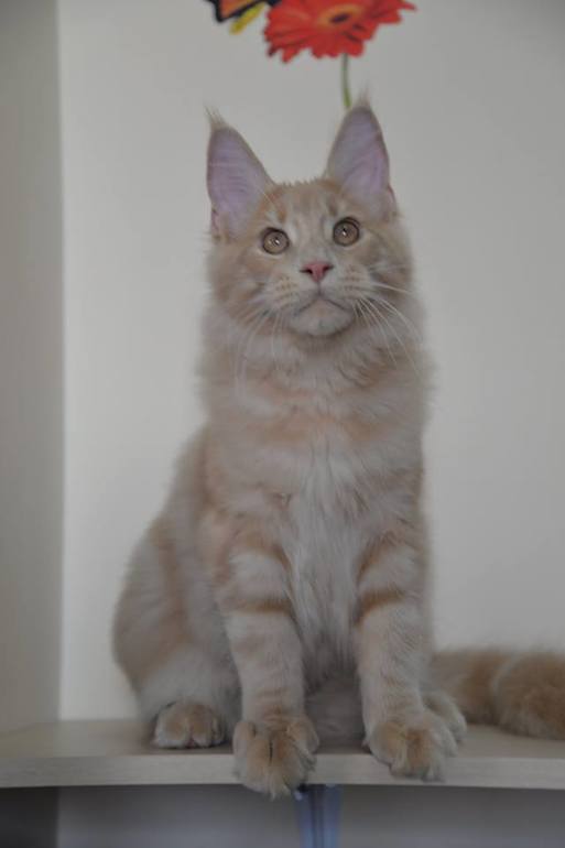 Котята мейн-кун - кремовые мальчики