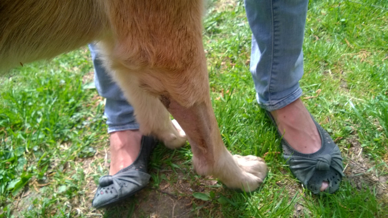 ЦЕНА ЖИЗНИ СОБАКИ - КУРИНЫЕ ЯЙЦА