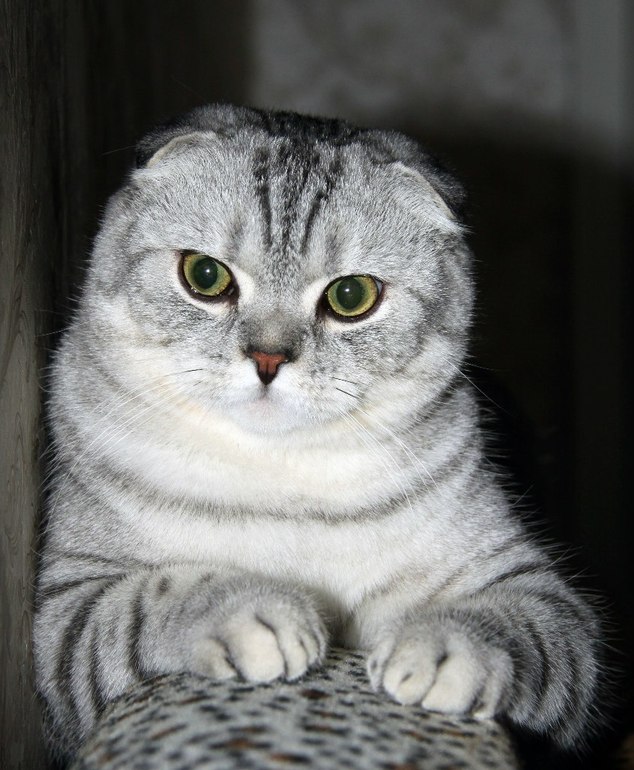 Девочки посоветуйте пожалуйста кота на вязку