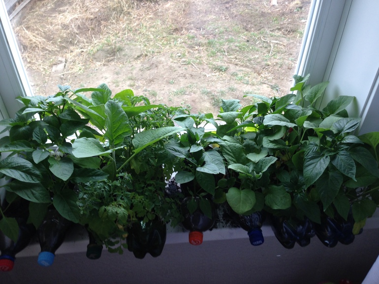 Мои перчики и боклажанчики!