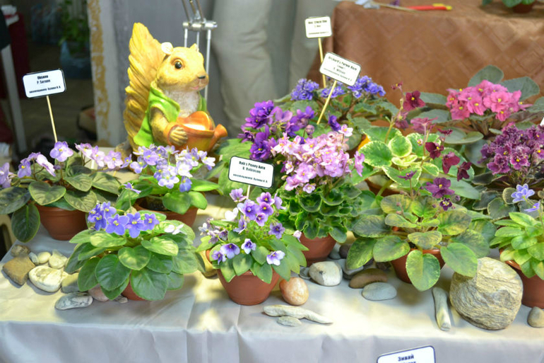 Я в выставке участвовала...