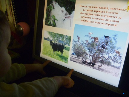 ТН Домашние животные. Овца, коза, свинья