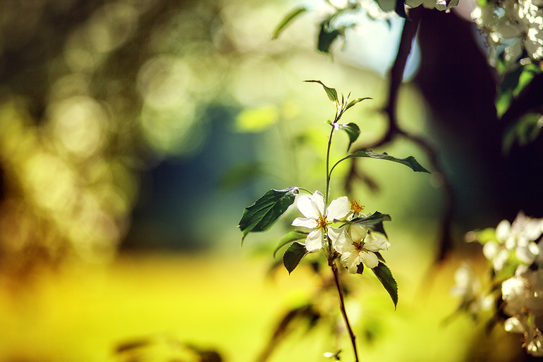 Одуванчиковый мёд