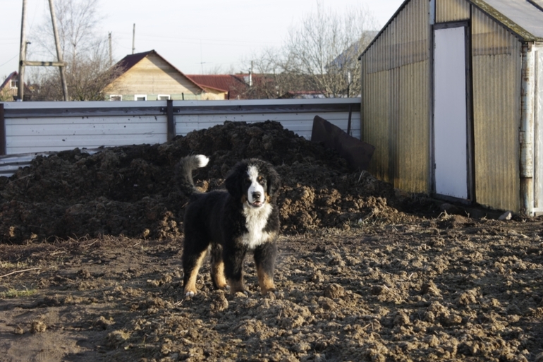 Общественный транспорт и собака.