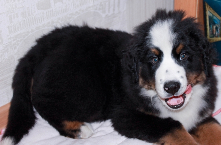 Даете ли вы своей собачке рубец и прочие субпродукты?