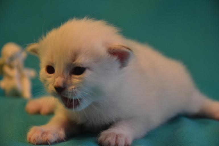 Наши малыши