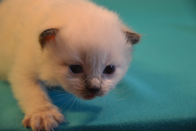 Наши малыши