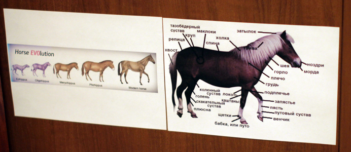 ТН Лошади (реальные и фантастические, волшебные)