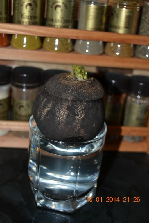 Наше средство от кашля