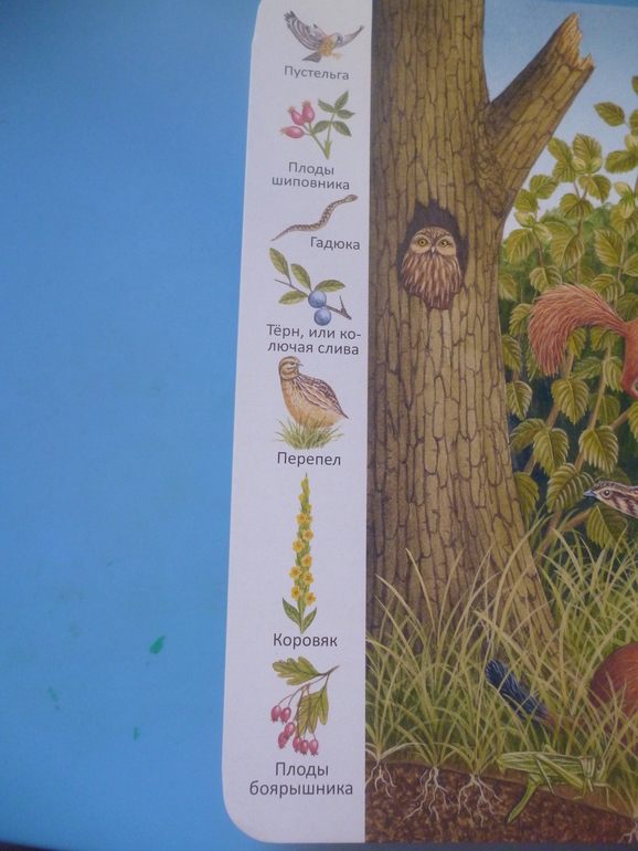 Первые книги малыша. Учим новые слова (бюджетные гляделки, много фото)