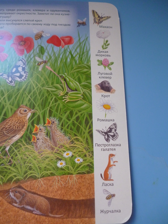 Первые книги малыша. Учим новые слова (бюджетные гляделки, много фото)