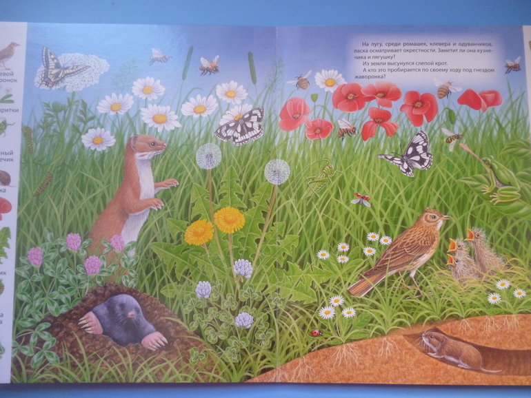 Первые книги малыша. Учим новые слова (бюджетные гляделки, много фото)