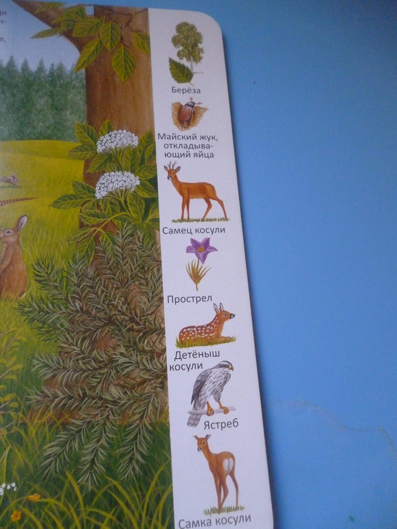 Первые книги малыша. Учим новые слова (бюджетные гляделки, много фото)