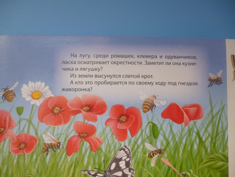 Первые книги малыша. Учим новые слова (бюджетные гляделки, много фото)