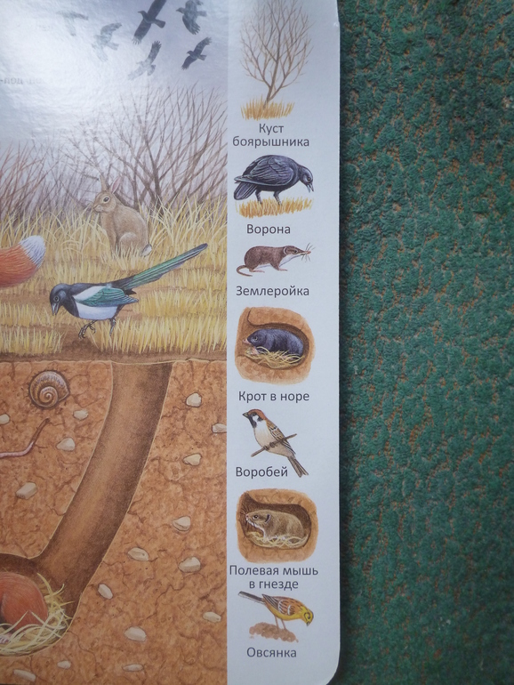 Первые книги малыша. Учим новые слова (бюджетные гляделки, много фото)