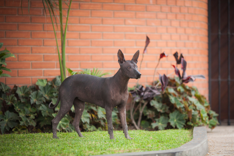 Привет из Перу