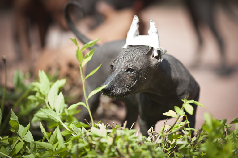 Наши ксолята))