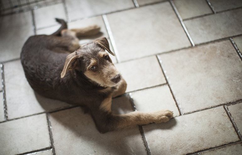 Бьюти Браун ищет родителей
