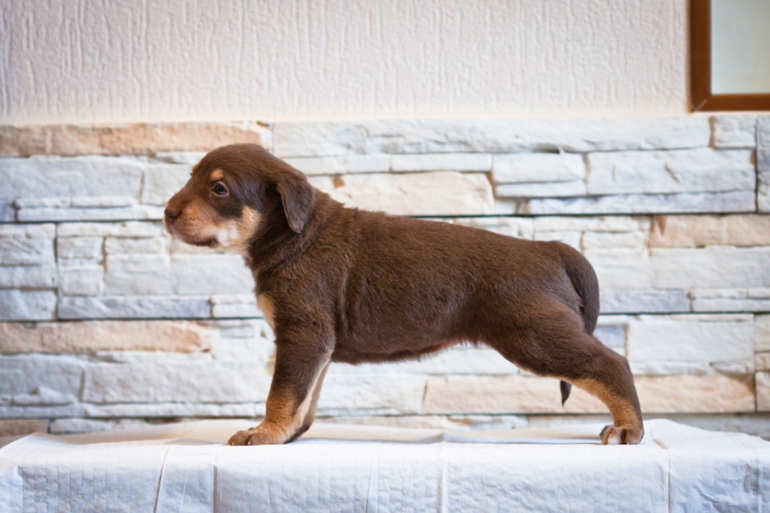 Пуховая шоколадка породы Ксолоитцкуинтли