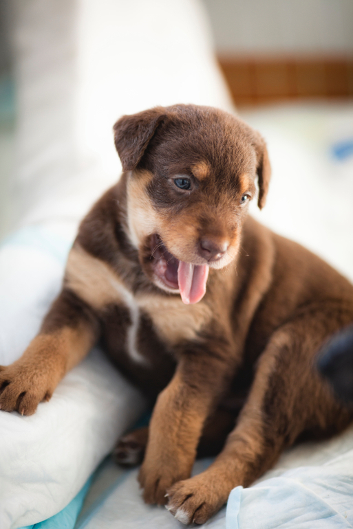 Пуховая шоколадка породы Ксолоитцкуинтли