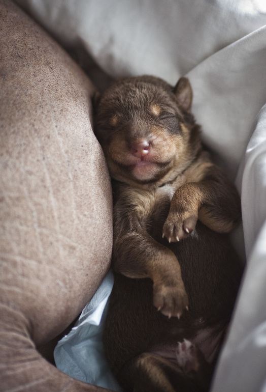 Шоколадный "пуховичок"...