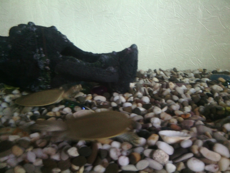 Новые жители аквариума