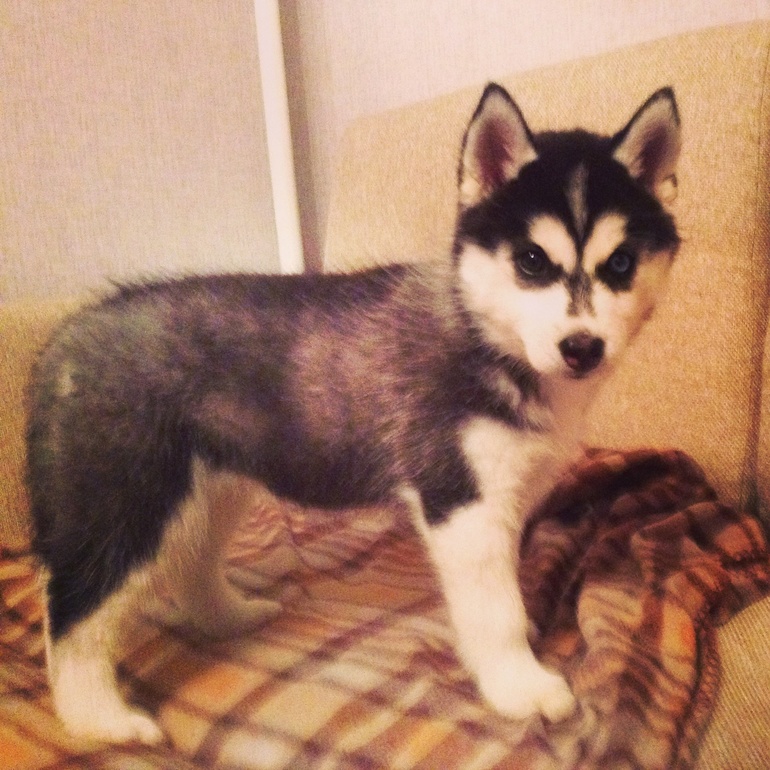 И я похвастаюсь)