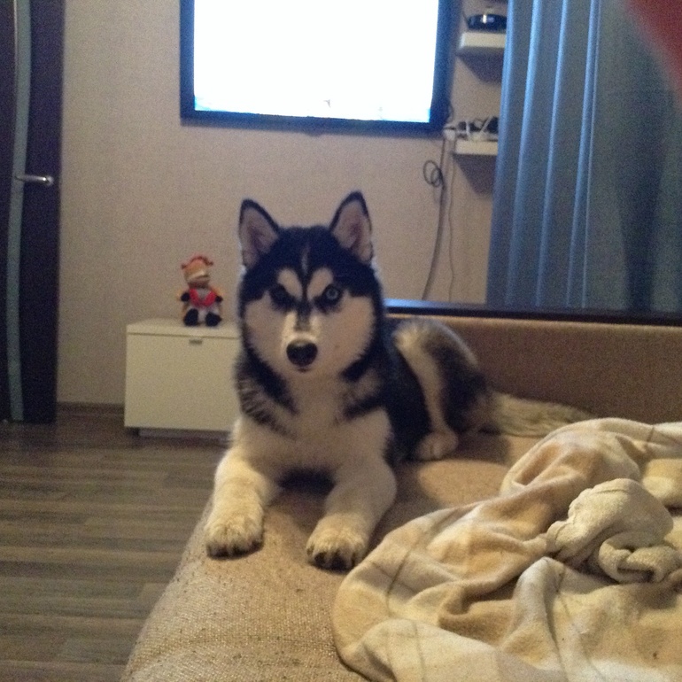 И я похвастаюсь)