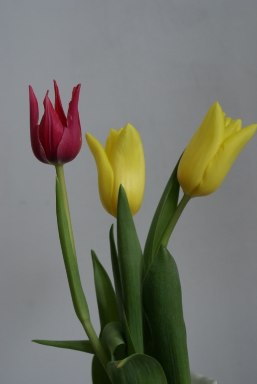 Подарочный зверинец.