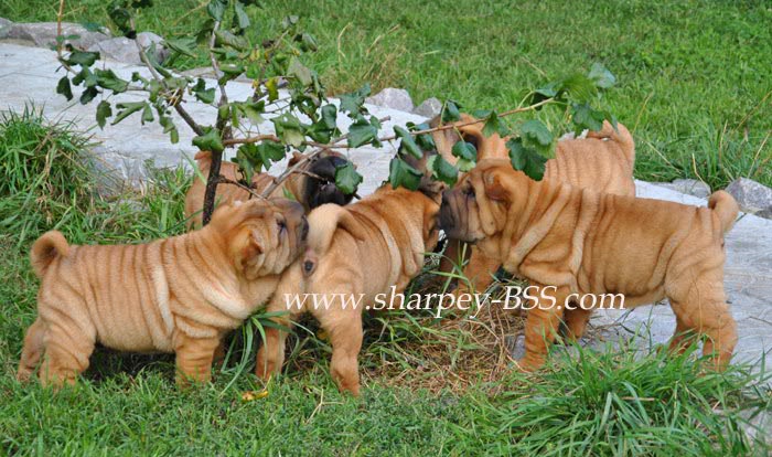 шарпейчики