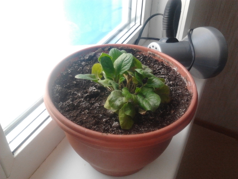 Цветоводы, хелп!