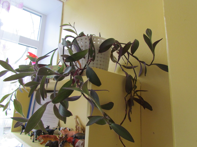 Что за цветочки у нас в д/с?