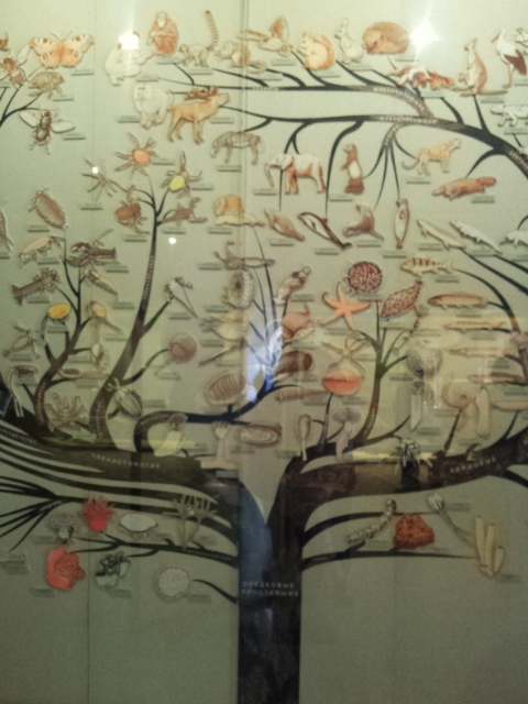 Музей Дарвина - мы там были - смотрите фото)))