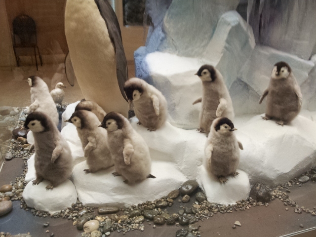 Музей Дарвина - мы там были - смотрите фото)))