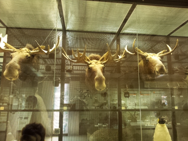 Музей Дарвина - мы там были - смотрите фото)))