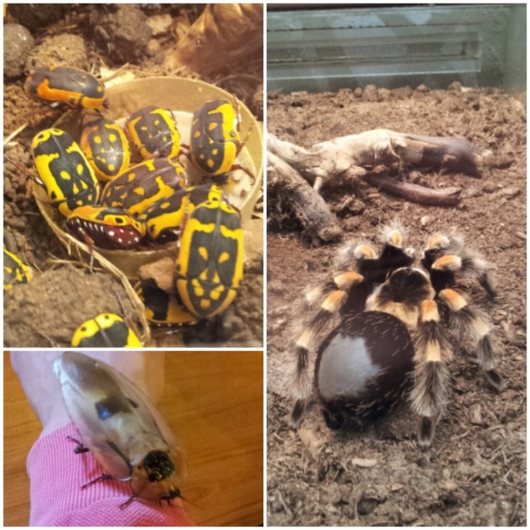 Музей Дарвина - мы там были - смотрите фото)))