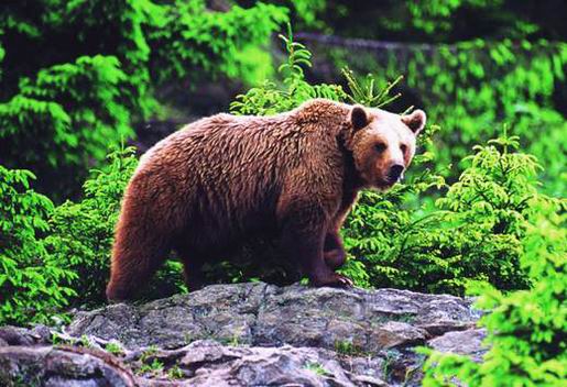 ТН Лесные Животные День 1