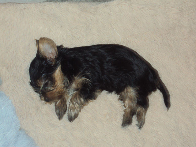 Моя волосачка ))))