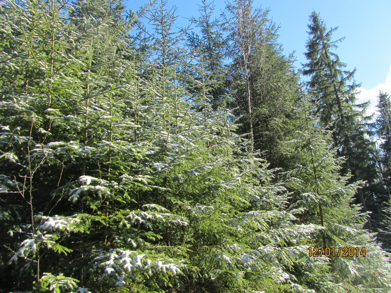 Рождественские каникулы. Карпаты. Часть 2