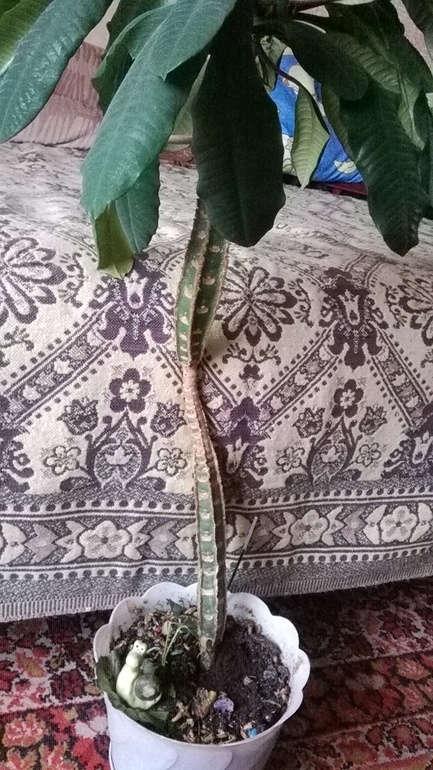 Чудо-юдо молочай