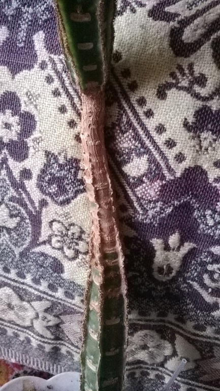 Чудо-юдо молочай