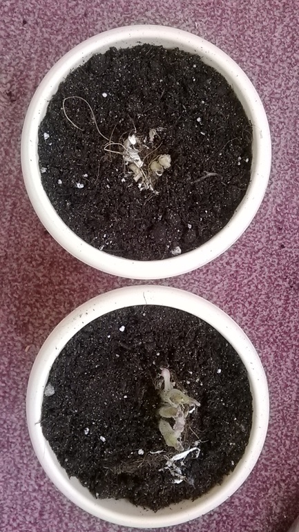 Прибавление (посадила глоксинию)