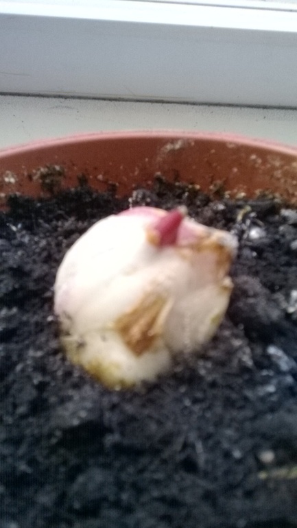 Лилия дала росток...