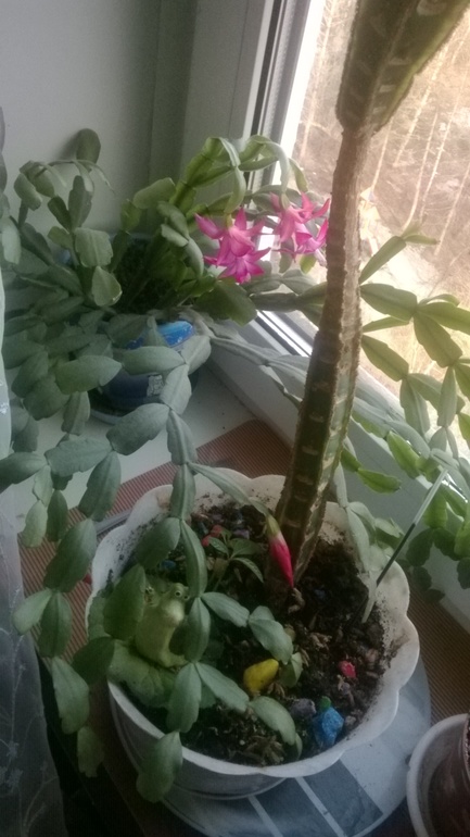 Декабрист цветет весной...