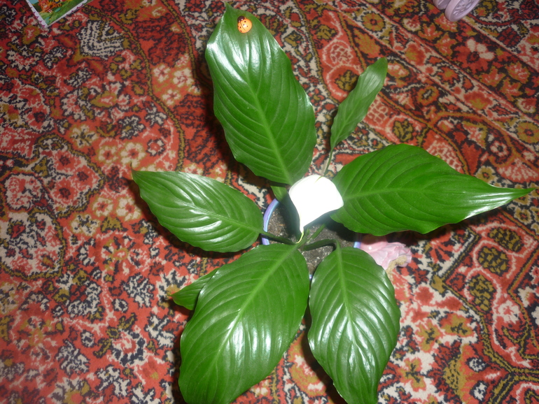 Расцвел спатифиллум