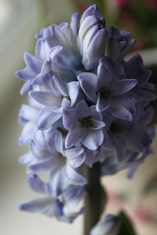 Цветущие горшки!