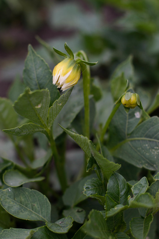 вот оно какое наше Лето:))