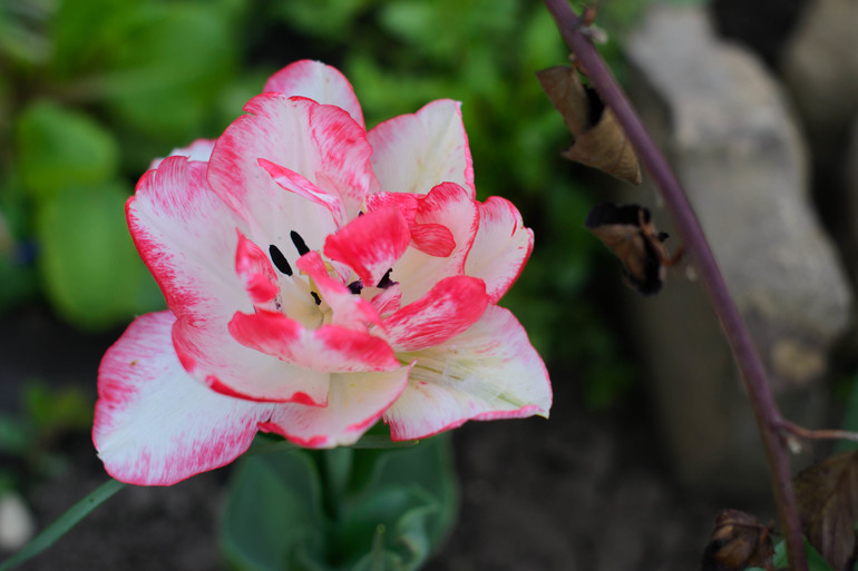 Весна, цветы:)