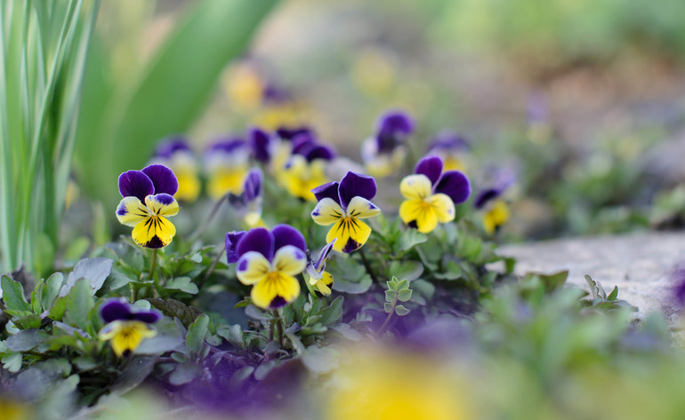 Весна, цветы:)